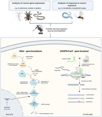Venom biotechnology: casting light on nature’s deadliest weapons using synthetic biology